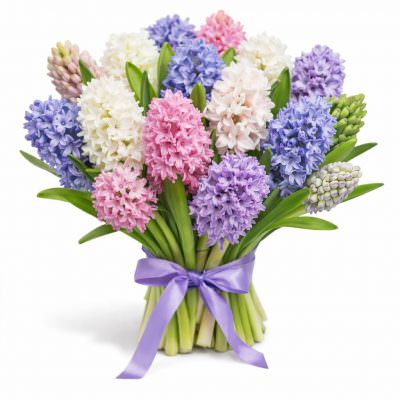 Гиацинт микс 1