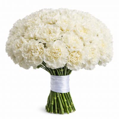 Гвоздика белая