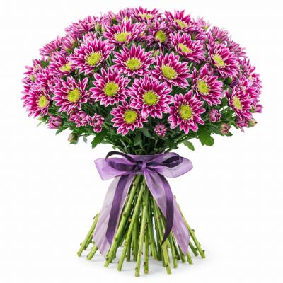 Хризантема кустовая фиолетовая