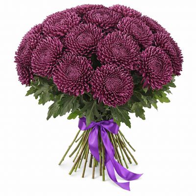 Хризантема одноголовая бордовая