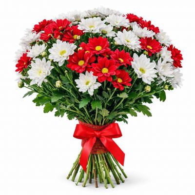 Хризантема кустовая микс 1