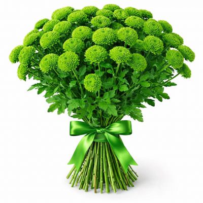 Хризантема кустовая зеленая