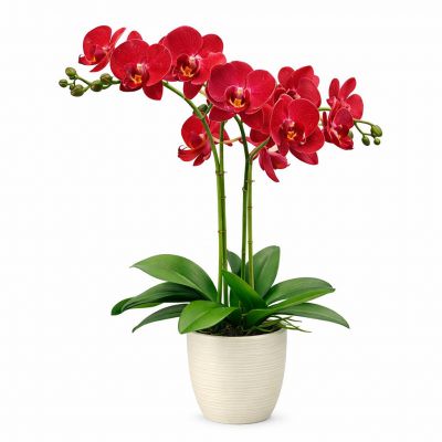 Орхидеи в горшках