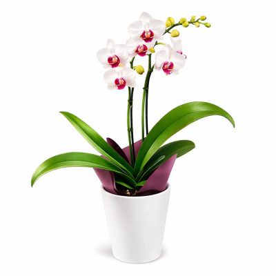 Орхидея в горшке «Двухстеблевая»