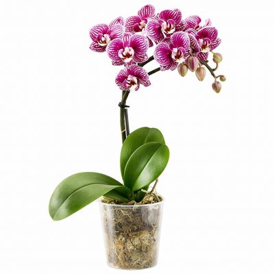 Орхидея в горшке «Пятнисто-фиолетовая»