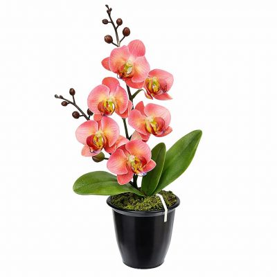 Орхидея в горшке «Светло-бордовая»