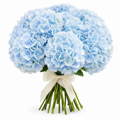 Гортензия голубая