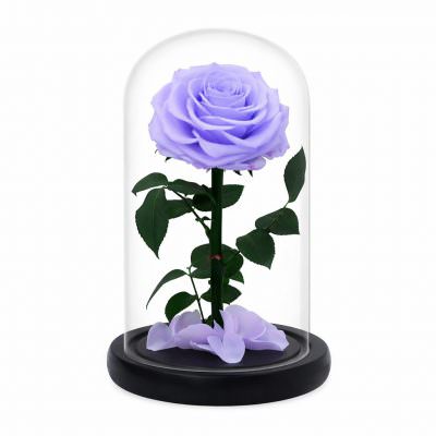 Роза в колбе сиреневая