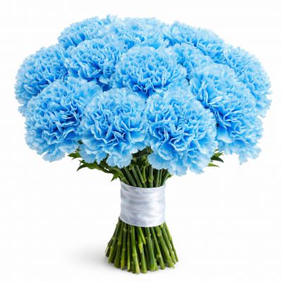 Гвоздика голубая